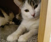 Majda (4)