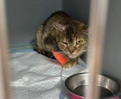 Malina na hospitalizaci