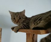 Mateo