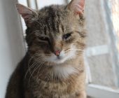 Hugo