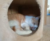 Micinka 27.10.2024 (2)