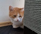Micinka