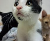 Miky (1)