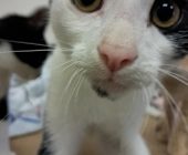 Miky (3)