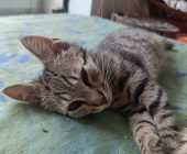 Moureček Vratimov 2025_07_29