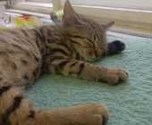 Mourek nový 2025 (1)