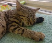 Mourek nový 2025 (2)