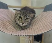 Nelinka 2025_07_24 (1)