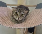 Nelinka 2025_07_24 (2)