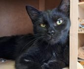 Oliver (1)