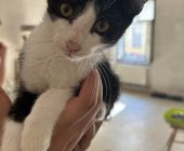 Oreo (1)