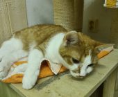 Oskar (1)
