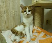 Oskar (2)
