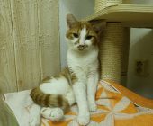 Oskar (4)