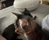 Pája a Mio (1)