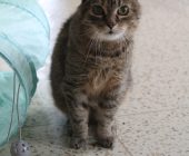Pipina (1)