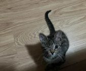 Piškot adopce