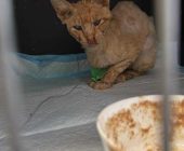 Robinek na hospitalizaci 2025_07