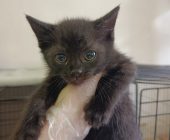 Sabinka, Sofie, Samík, Simba (10)