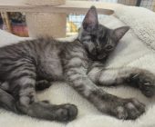 Sally (2)