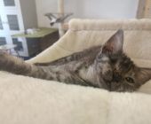 Sally (3)