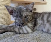 Sally (4)