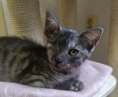 Sally (5)