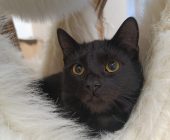 Samík (1)