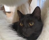 Samík (4)