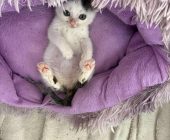 Simba (1)