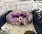 Simba (2)