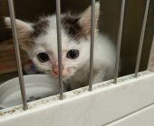Simba 2025_07_20 (1)