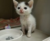 Simba 2025_07_20 (2)