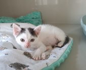 Simba 2025_07_29