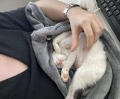 Simba adopce