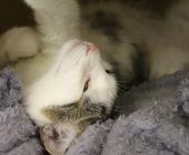 Simon