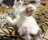 Simon