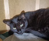 Tilly (2)