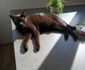 Toby (2)