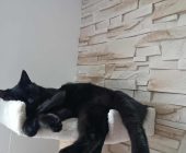 Toby (4)