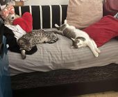 Viktorka a Mája adopce (2)