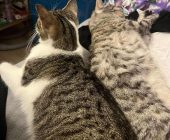 Viktorka a Mája adopce (3)