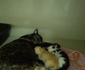 Želvička 2025_07_12