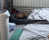 Zrzínek adopce