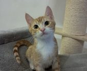 sam (2)